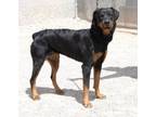 Adopt CLOUDY a Rottweiler, Mixed Breed