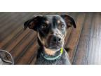 Adopt Ivy a Australian Cattle Dog / Blue Heeler, Beagle