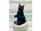 Adopt POGO a Domestic Short Hair