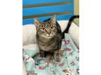 Adopt EXPRESSO a Domestic Short Hair