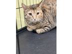 Adopt MINNIE a Domestic Short Hair