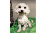 Adopt Maxy in TX a Poodle