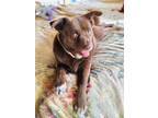 Adopt Sophia a Chocolate Labrador Retriever