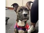 Adopt Tulip a Pit Bull Terrier, Boxer