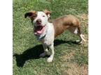 Adopt Eve a Pointer, Mixed Breed