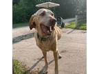 Adopt Amber a Yellow Labrador Retriever