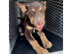 Adopt Pajarita a Australian Kelpie, Husky