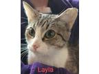 Adopt Layla a Domestic Short Hair