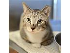 Adopt Reece Whiskerspoon a Domestic Short Hair