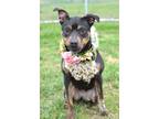 Adopt Diamond - Adoptable a Shepherd, Mixed Breed