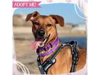 Adopt Olive a Mixed Breed, Coonhound