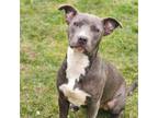 Adopt KARMAN a Pit Bull Terrier, Australian Cattle Dog / Blue Heeler