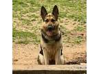 Adopt Bella a German Shepherd Dog