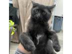 Adopt Midnights a Domestic Short Hair