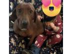 Adopt Tally a Hound, Redbone Coonhound