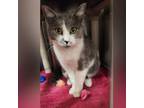 Adopt Cheese Curl a Domestic Short Hair