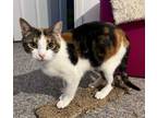 Adopt Thelma a Domestic Short Hair