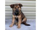 Adopt Bindi a Shepherd, Mixed Breed