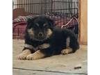 Adopt Sweets a Shepherd, Mixed Breed