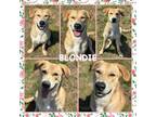 Adopt Blondie CFS# 240022017 a Labrador Retriever