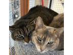 Adopt Wilma & Winnie a Domestic Short Hair