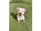 Adopt Lily a Pit Bull Terrier