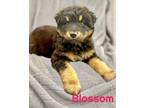 Adopt BLOSSOM a Australian Shepherd