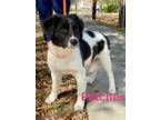 Adopt PATCHES a Australian Shepherd