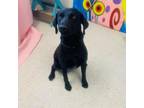 Adopt Blue a Black Labrador Retriever, Pointer