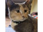 Adopt Sprinkle - pretty muted calico mama a Domestic Short Hair