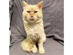 Adopt Sheba a Domestic Long Hair