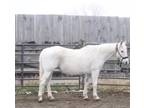 STORMY â 2006 GRADE Quarter Horse Grey Mare! Go to www.Billingslivestock
