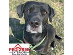 Adopt Lily a Labrador Retriever