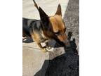 Adopt French Fry a German Shepherd Dog