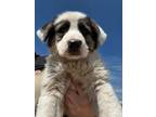 Adopt Milkshake a Anatolian Shepherd, German Shepherd Dog