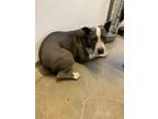 Adopt Chrissy a Pit Bull Terrier