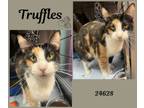 Adopt Truffles a Calico