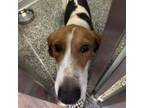 Adopt Darcy a Hound