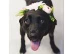 Adopt Blackberry a Labrador Retriever, Mixed Breed