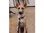 Adopt Nesta a Australian Cattle Dog / Blue Heeler, Shepherd