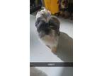 Adopt Scarjo #1958 a Shih Tzu