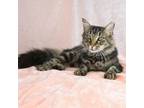 Adopt Whitney a Maine Coon, Domestic Long Hair