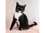 Adopt Patsy a Domestic Short Hair