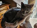 Adopt Mama Rhiannon Giddens a Domestic Short Hair, Russian Blue