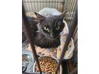 Adopt Athena a Domestic Long Hair