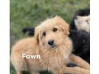 Adopt Fawn a German Shepherd Dog, Standard Poodle
