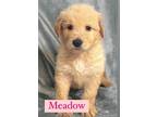 Adopt Meadow a German Shepherd Dog, Standard Poodle