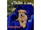 Adopt Meadow a German Shepherd Dog, Standard Poodle