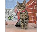 Adopt Chai a Domestic Short Hair