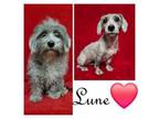 Adopt LUNE a Terrier, Shih Tzu